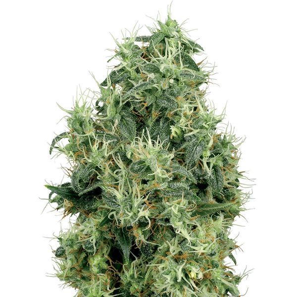White Gold (White Label) Feminiserede