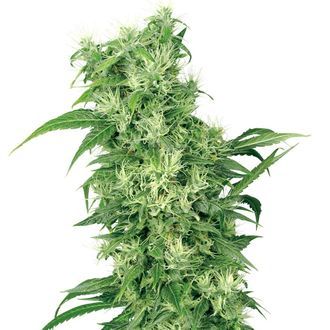 Female Mix (White Label) Feminiserede
