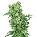 Female Mix (White Label) Feminiserede