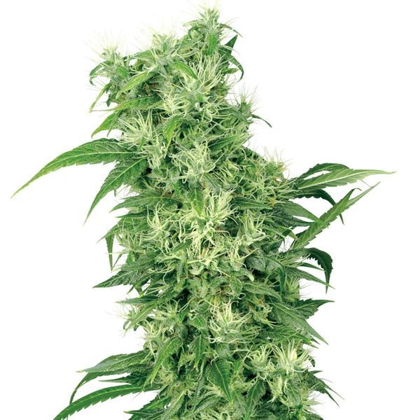 Female Mix (White Label) Feminiserede
