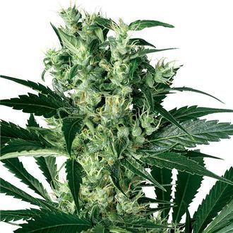 X-Haze (White Label) Feminiserede