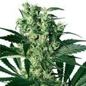 X-Haze (White Label) Feminiserede
