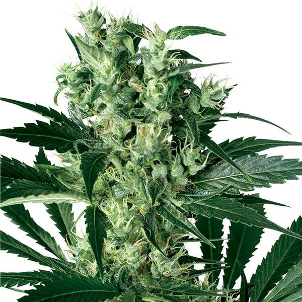 X-Haze (White Label) Feminiserede