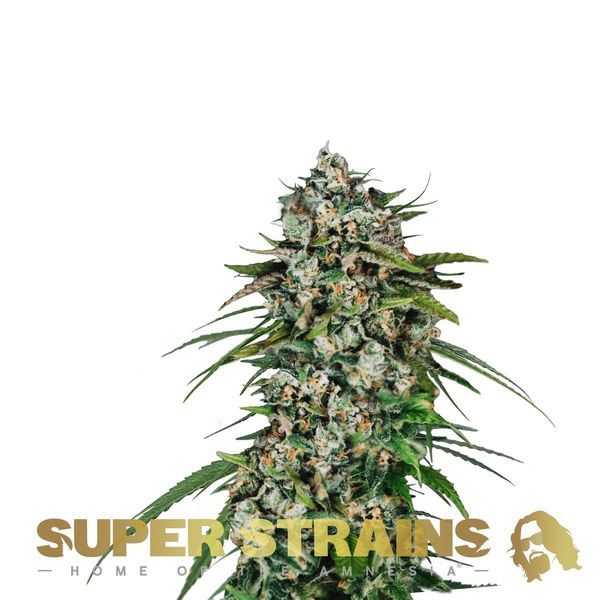 Saga (Super Strains) Feminiserede