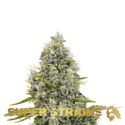 Agartha (Super Strains) Feminiserede