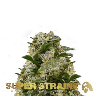 Ibiza Farmers (Super Strains) feminiserede cannabisfr&oslash;