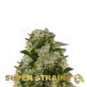 Ibiza Farmers (Super Strains) Feminiserede