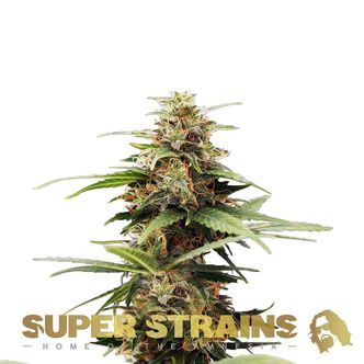 Hermana de la Noche (Super Strains) feminiserede cannabisfr&oslash;