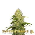 La Jefa (Super Strains) Feminiserede