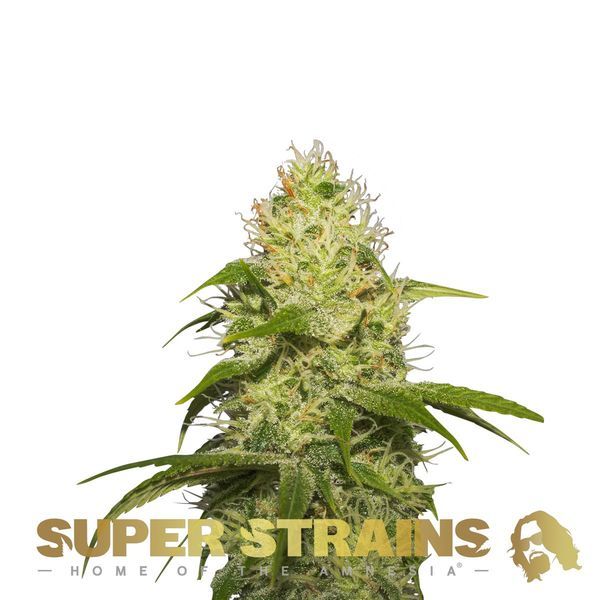 La Jefa (Super Strains) Feminiserede