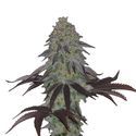 AK Choco Kush (Amsterdam Genetics) Feminiserede