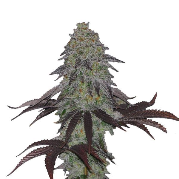 AK Choco Kush (Amsterdam Genetics) Feminiserede