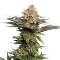 Strawberry Glue (Amsterdam Genetics) Feminiserede
