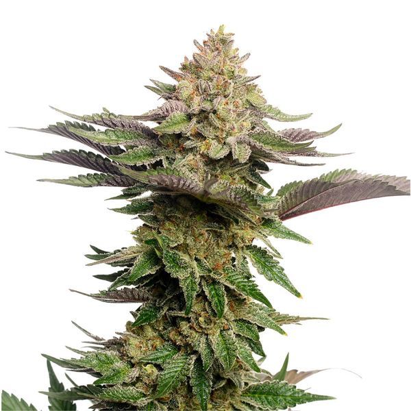 Strawberry Glue (Amsterdam Genetics) Feminiserede