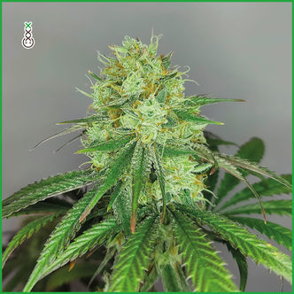 Sketch (Amsterdam Genetics) feminiserede