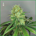 Sketch (Amsterdam Genetics) Feminiserede