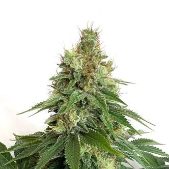 Double Blue (Amsterdam Genetics) feminiserede