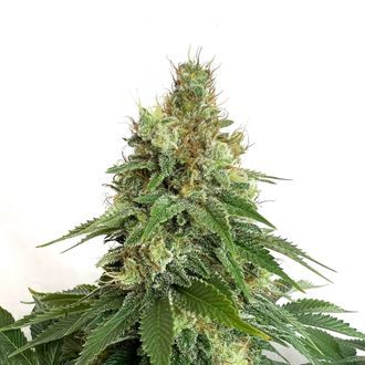 Double Blue (Amsterdam Genetics) Feminiserede