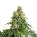 Double Blue (Amsterdam Genetics) Feminiserede