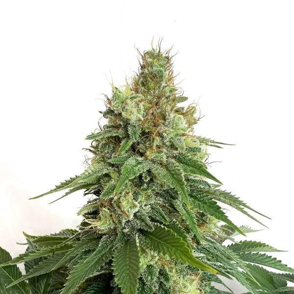 Double Blue (Amsterdam Genetics) Feminiserede