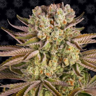 Pineapple Express (Barney's Farm) feminiserede
