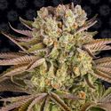 Pineapple Express (Barney's Farm) Feminiserede