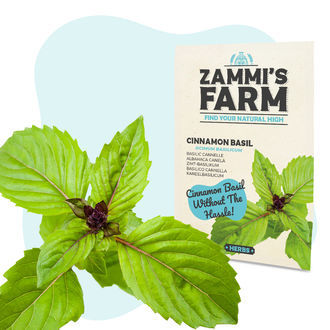 Kanelbasilikum (Ocimum basilicum) fr&oslash;