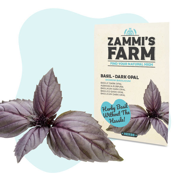 Basilikum 'Dark Opal' (Ocimum basilicum) frø