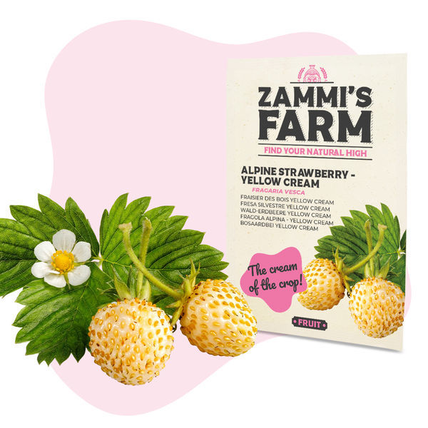 Alpejordbær – Yellow Cream (Fragaria vesca) frø