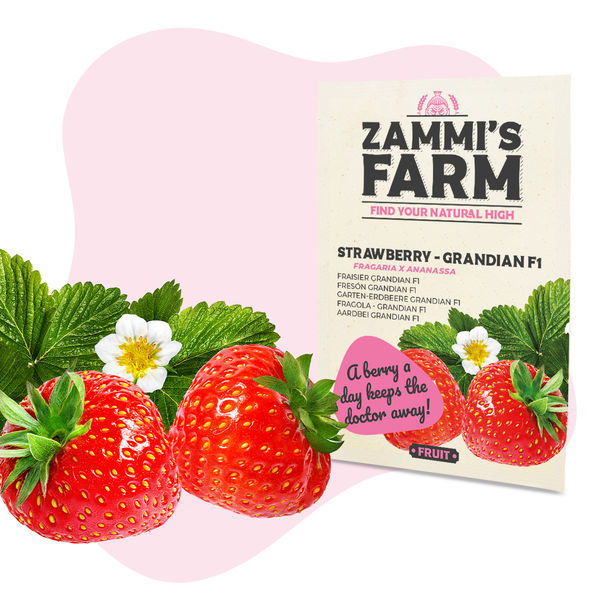 Grandian Strawberry F1 (Fragaria x ananassa) frø