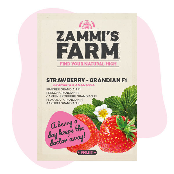 Grandian Strawberry F1 (Fragaria x ananassa) frø