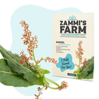 Skr&aelig;ppefr&oslash; (Rumex acetosa)