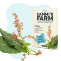 Syre (Rumex acetosa) frø