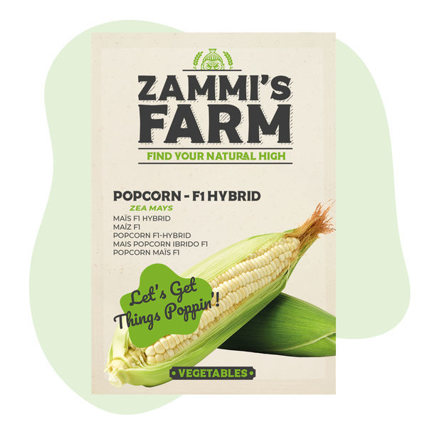 Popcornmajs (Zea mays) frø - F1-hybrid
