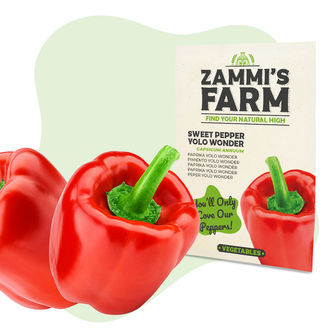 S&oslash;d peber &lsquo;Yolo Wonder&rsquo; (Capsicum annuum) fr&oslash;