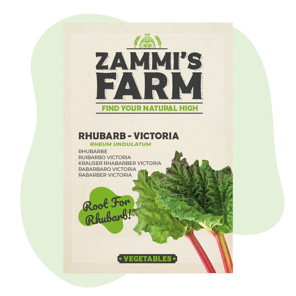 Victoria-rabarber (Rheum undulatum) frø