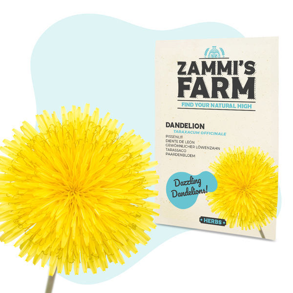 Mælkebøttefrø (Taraxacum officinale)