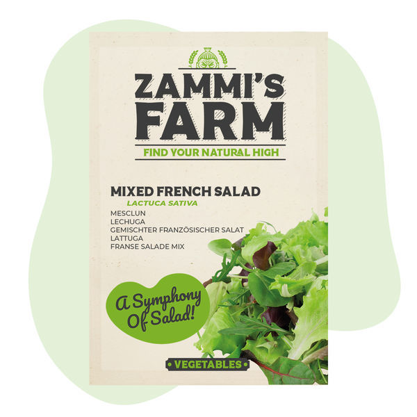 Blandede franske salatfrø (Lactuca sativa)