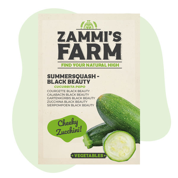 Sommergræskar 'Black Beauty' (Cucurbita pepo) frø