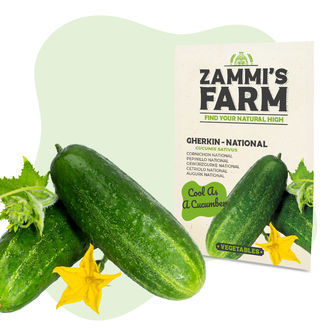 Drueagurk 'National' (Cucumis sativus) fr&oslash;