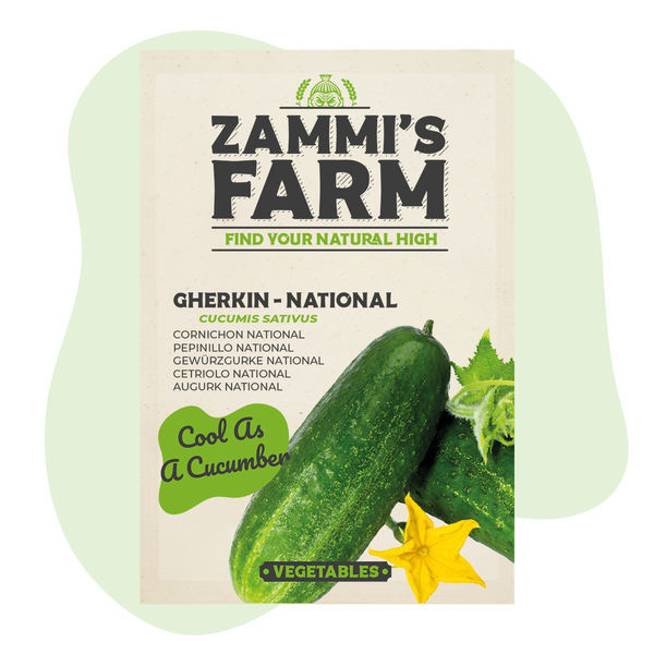 Drueagurk 'National' (Cucumis sativus) frø