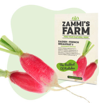 Radise 'French Breakfast 3' (Raphanus sativus) fr&oslash;
