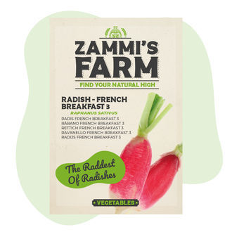 Radise 'French Breakfast 3' (Raphanus sativus) frø