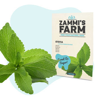 Stevia (Stevia rebaudiana) fr&oslash;