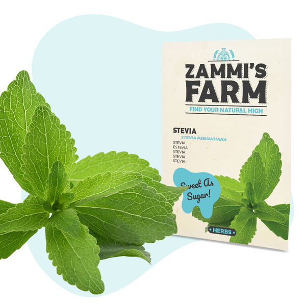 Stevia (Stevia rebaudiana) frø