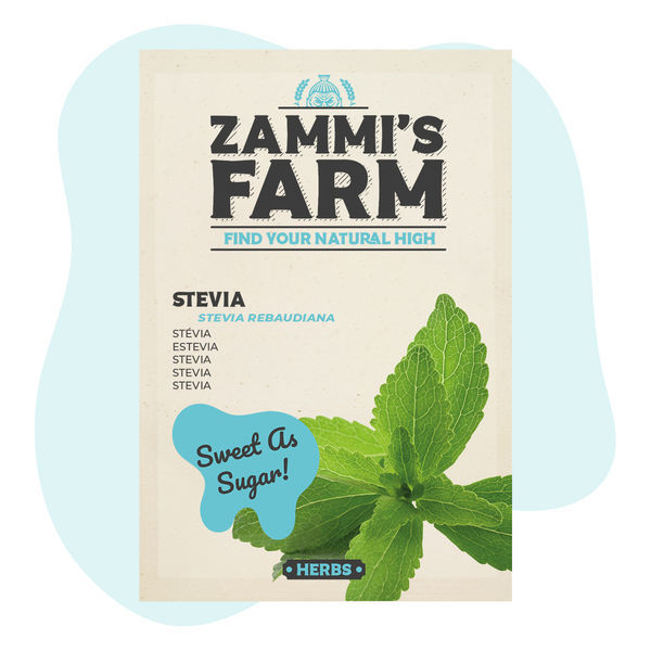 Stevia (Stevia rebaudiana) frø