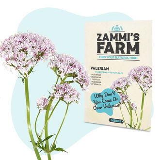 Baldrianfr&oslash; (Valeriana officinalis)