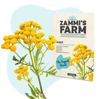 Rejnfan (Tanacetum vulgare) fr&oslash;