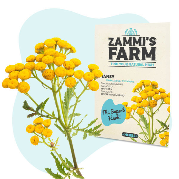 Rejnfan (Tanacetum vulgare) frø