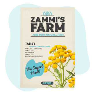 Rejnfan (Tanacetum vulgare) frø
